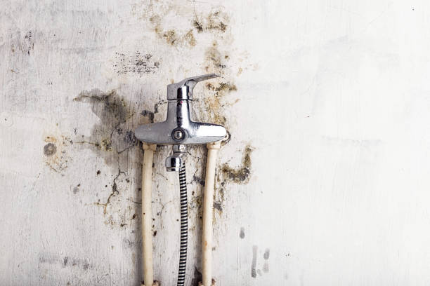 Best Certified Mold Removal  in Lla Lla East, WA