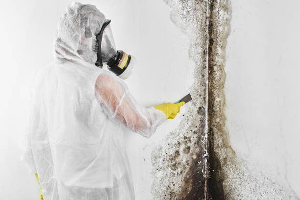 Best Commercial Mold Removal  in Lla Lla East, WA