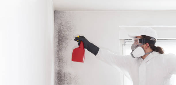Home Mold Removal in Walla Walla East, WA